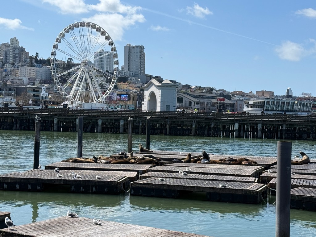 Sea lions at Pier 39